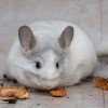 11 Стар Рапитала