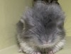 Нао