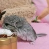 СИ Вениамин  нЛова нКПА