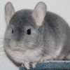 Енотий ОК