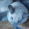 Клайд