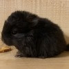 Сажик Рекс