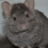 Амик