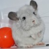Алик