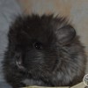Шик