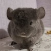 Ксанта Джус
