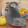 Антоний