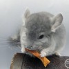 Иоланта Свит Хэппи