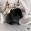 Мила 
