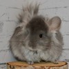 Король Лев