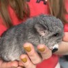 Бонни