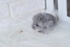 7 дней