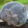 Лучик ЕК 