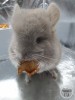 Сема Фауна Сам
