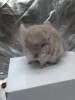 2,5 месяца