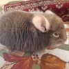 Боня