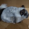 Имгард