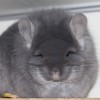 Ольвия ОК