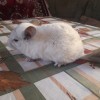 Квитка