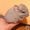 АМ Фараон