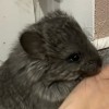 Шогодай  