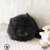 Дэни Ван Флаффи Фан