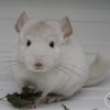 Лана