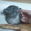 Кекс