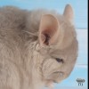 Чел Чин Омега 
