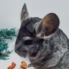 Ками МХ