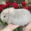 Абрикос