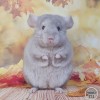 Каталина