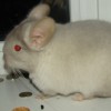 Энигма