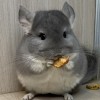 Бейли