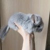 Сильвер Блю 