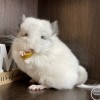 Лакомка