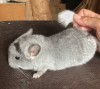 1 мес