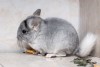 2мес