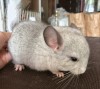 1 мес