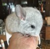 1 мес