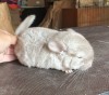 1,5 мес