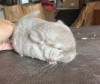 1,5 мес
