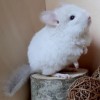 Амадео