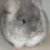Каито