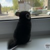 Марсик ЧЖ