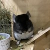 Мартин ЧЖ