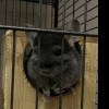 Евклид носитель рэкс