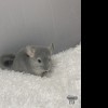 Оливия