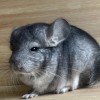 Фахитос