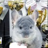 Царь Мономах Свит Хэппи